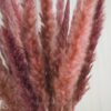 Fluffy Pampasgras rosa Bund
