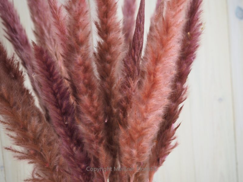 Fluffy Pampasgras rosa Bund