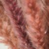 Fluffy Pampasgras rosa Bund