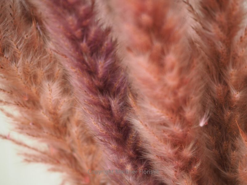 Fluffy Pampasgras rosa Bund