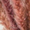 Fluffy Pampasgras rosa Bund