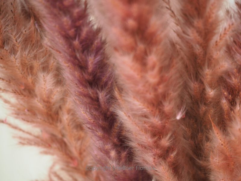 Fluffy Pampasgras rosa Bund