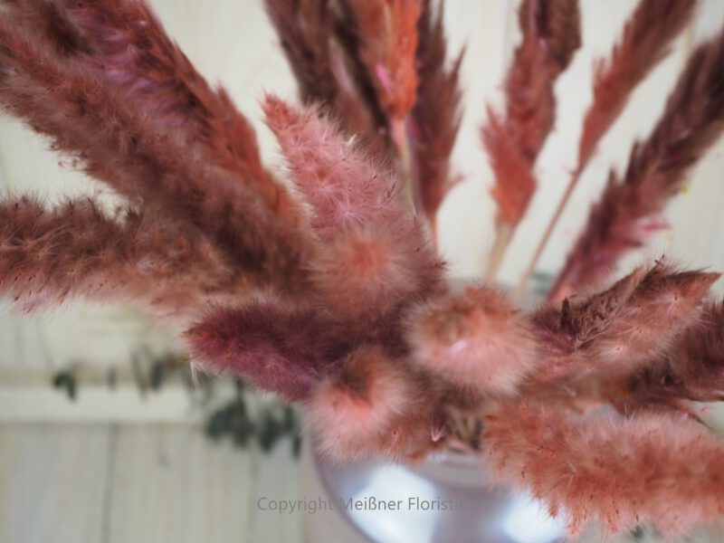 Fluffy Pampasgras rosa Bund