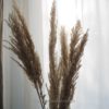 Pampasgras Natur Bund
