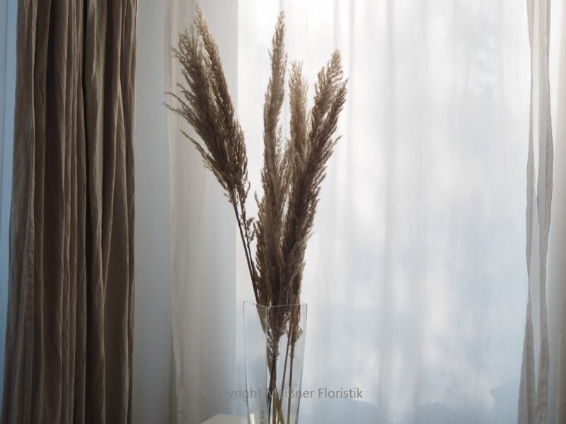 Pampasgras Natur Bund
