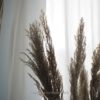 Pampasgras Natur Bund