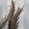 Pampasgras Natur Bund
