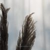 Pampasgras Natur Bund