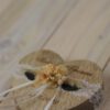 Ringkissen Holz Herz Trockenblumen apricot natur Ringkissen Holz Herz Trockenblumen apricot natur
