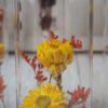 Trockenblumen gefüllte Gläser 3 er Set gelb rot orange