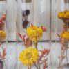 Trockenblumen gefüllte Gläser 3 er Set gelb rot orange