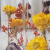 Trockenblumen gefüllte Gläser 3 er Set gelb rot orange