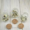 Trockenblumen gefüllte kleine Gläser 3 er Set creme weiß Trockenblumen gefüllte kleine Gläser 3 er Set creme weiß