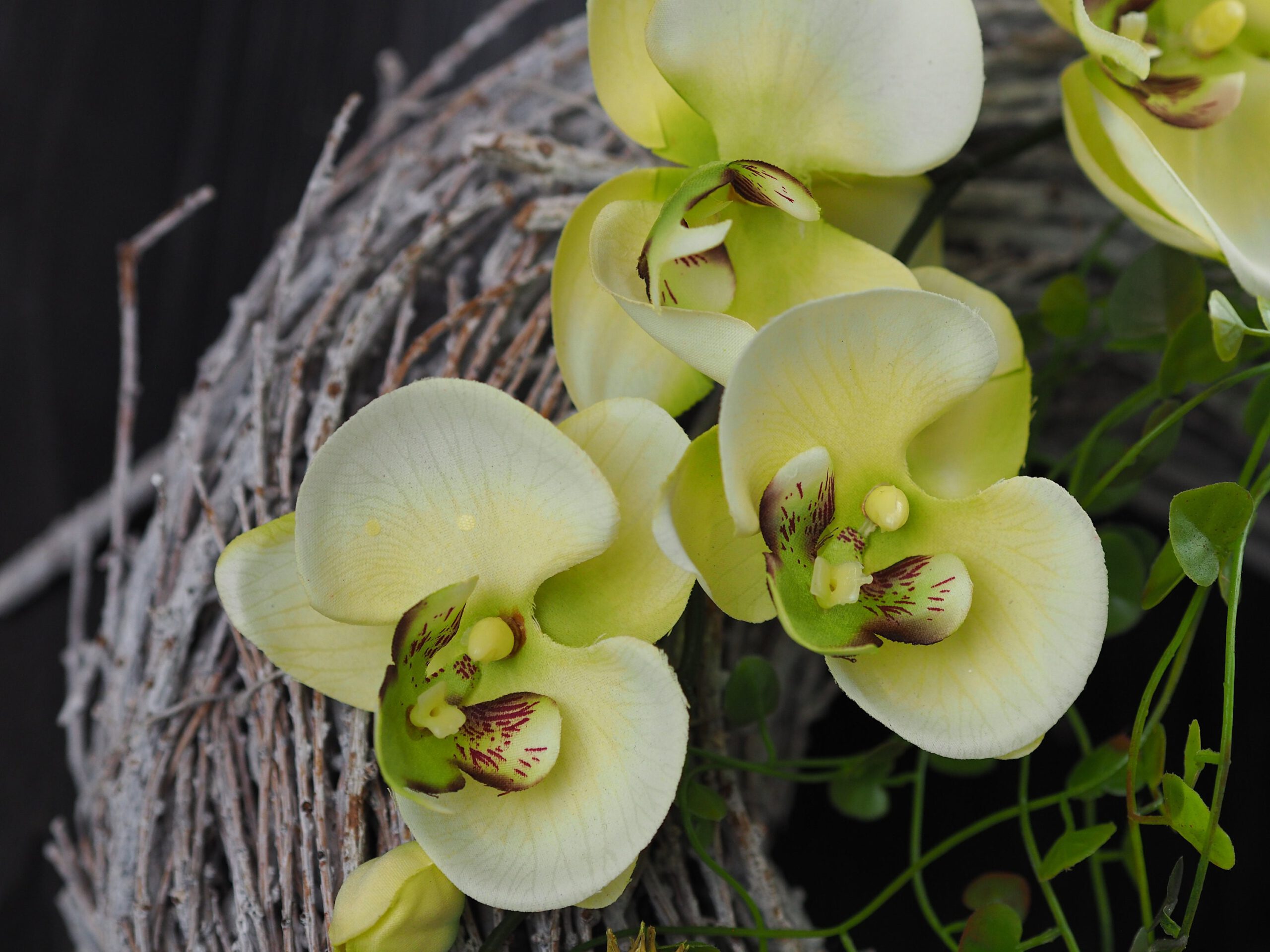 Türkranz Rebe Orchidee grüner Knaller