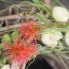 Türkranz Seidenblumen Frühling Sommer pastell weiß apricot ca 40 cm